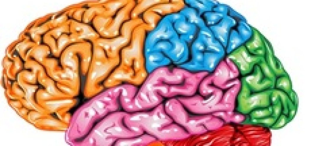 Parietal lobe